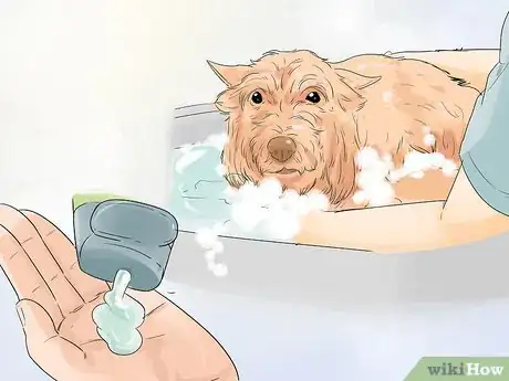 Image titled Groom a Silky Terrier Step 9