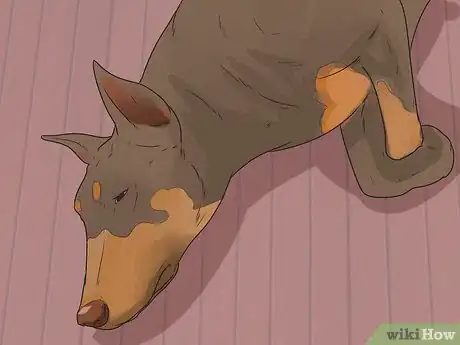 Image titled Treat Heart Conditions in Doberman Pinschers Step 7