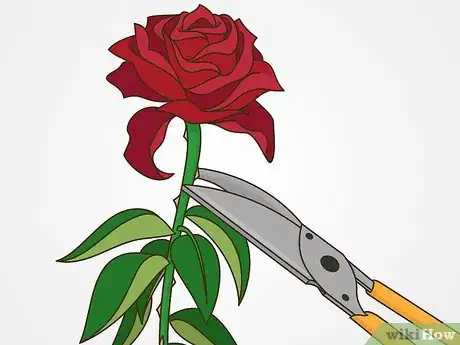 Image titled Maintain Roses Step 8