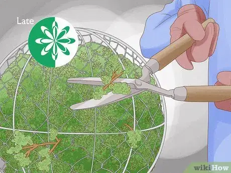 Image titled Grow a Topiary Step 10