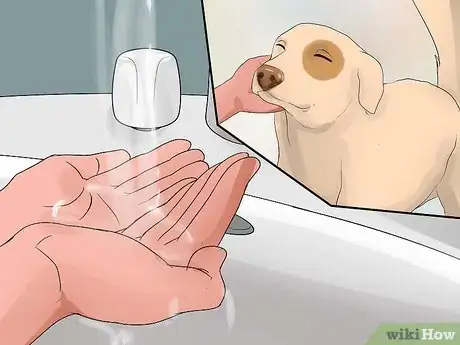 Image titled Prevent Dog Flu Step 3