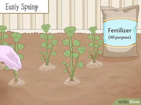 Image titled Grow Horehound Step 12