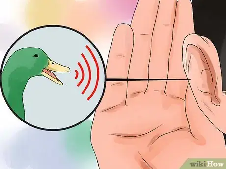 Image titled Tell the Difference Between Male and Female Ducks Step 5