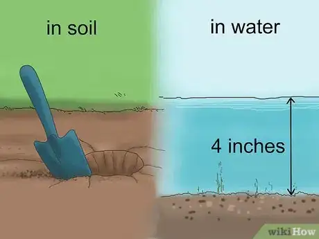 Image titled Grow Snake Grass Step 1