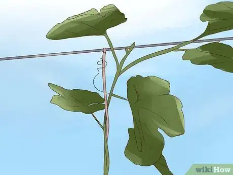 Image titled Prune Grape Vines Step 4