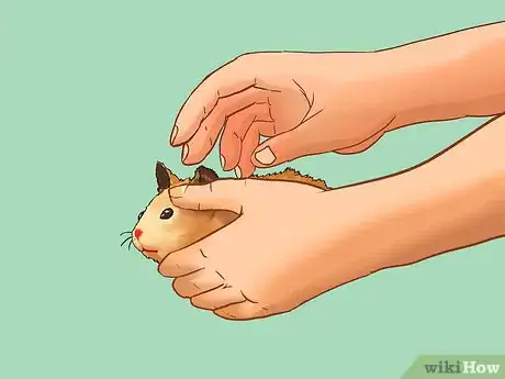 Image titled Be a Good Hamster Owner (for Kids) Step 14