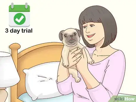 Image titled Choose a Pug Step 5
