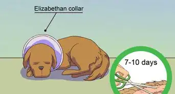 Calm a Male Dog when a Female Is in Heat