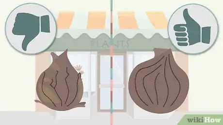 Image titled Plant Spring Bulbs Step 2