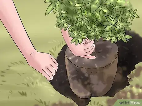 Image titled Plant an Evergreen Hedge Step 2