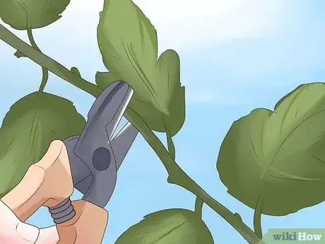 Image titled Prune Grape Vines Step 2