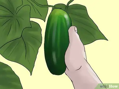 Image titled Grow Cucumbers to Pickle Step 5