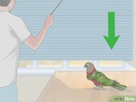 Image titled Handle an Aggressive Hawk Headed Parrot Step 12
