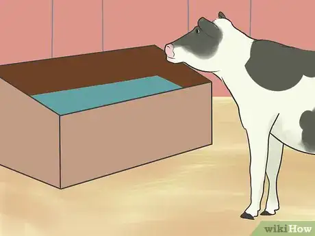 Image titled Show Heifers Step 10