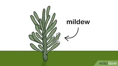 Image titled Grow Euphorbia Step 14