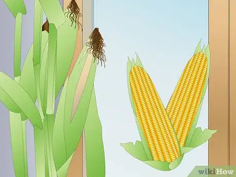 Image titled Grow Corn Indoors Step 10