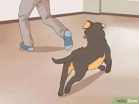 Image titled Have Fun with Your Dog Indoors Step 7