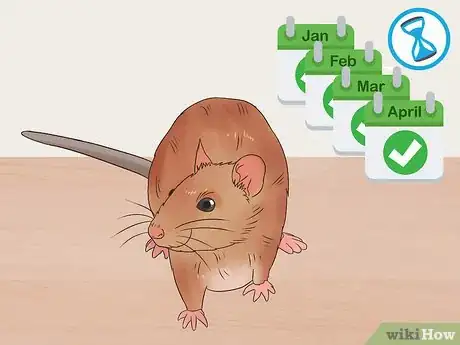 Image titled Desex a Pet Rat Step 1