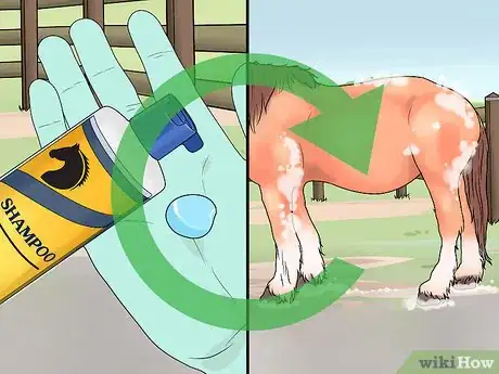 Image titled Groom a Miniature Horse for Show Step 6