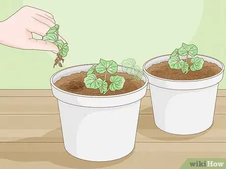 Image titled Propagate Hollyhocks Step 12