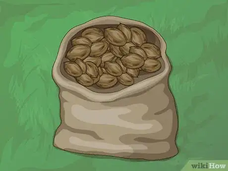 Image titled Harvest Pecans Step 10