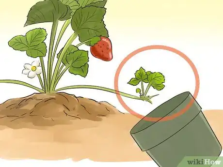Image titled Make a Small Vegetable Garden Step 14