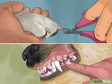 Image titled Rescue a Corgi Step 14