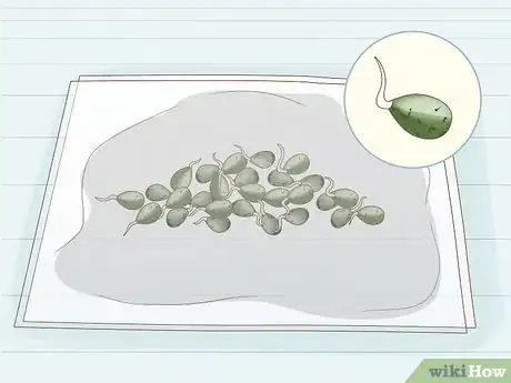 Image titled Grow Royal Gorilla Step 5