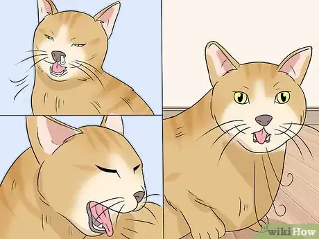 Image titled Deal with a Snoring Cat Step 3