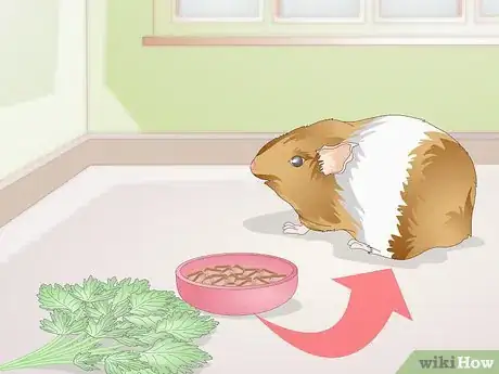 Image titled Spot Foot Sores on Guinea Pigs Step 4