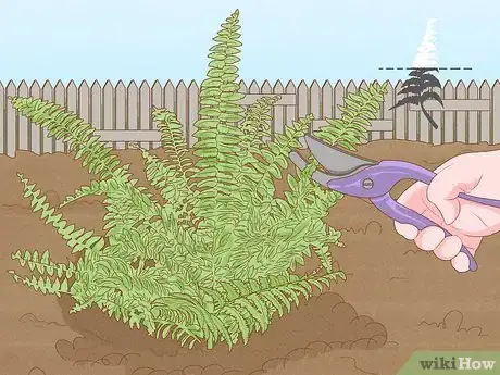 Image titled Plant a Fern Step 3