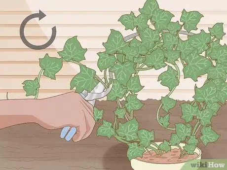 Image titled Grow a Topiary Step 23