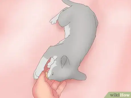 Image titled Get a Cat to Roll Over Step 8