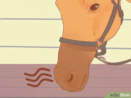Image titled Check Whether Your Horse or Donkey Needs to See a Dentist Step 2