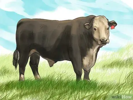 Image titled Identify Black Hereford Cattle Step 1
