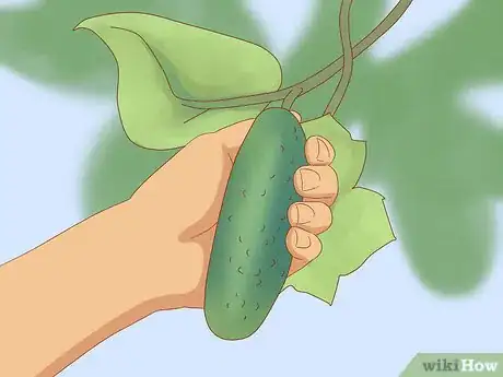 Image titled Grow Cucumbers Step 20