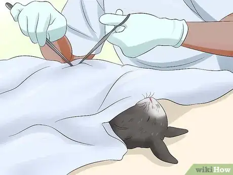 Image titled Care for Jersey Wooly Rabbits Step 17