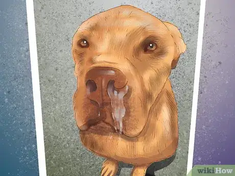 Image titled Diagnose the Cause of Dry Nose in Dogs Step 7