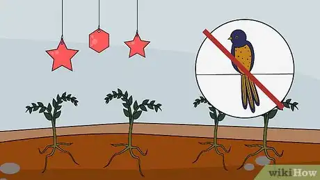 Image titled Grow a Tomato Plant Step 20