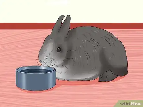 Image titled Care for Jersey Wooly Rabbits Step 14