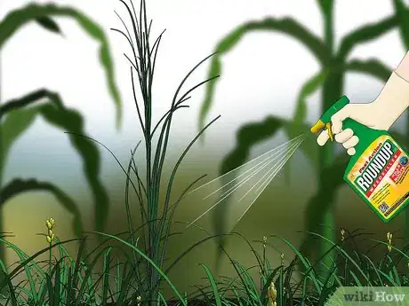 Image titled Control Johnson Grass Step 9