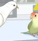 Keep Doves Entertained