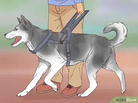 Image titled Register an Animal Step 5