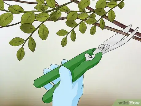 Image titled Protect Trees During Construction Step 14