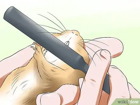 Image titled Treat Dental Problems in Gerbils Step 5