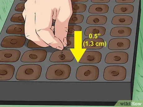 Image titled Plant Cabbage Step 2