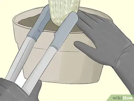 Image titled Grow Cactus in Containers Step 9