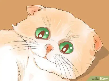 Image titled Adopt a Pair of Kittens Step 7