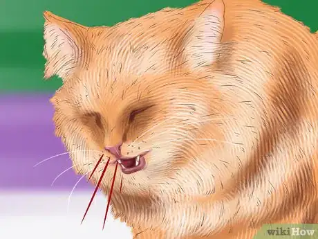 Image titled Diagnose Seasonal Allergies in Cats Step 6