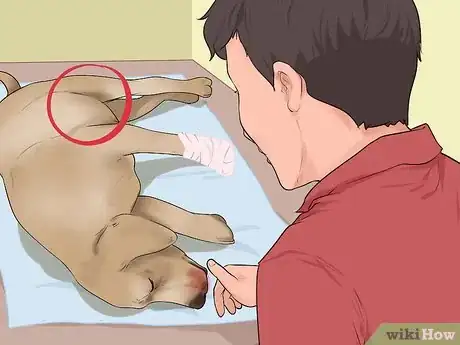 Image titled Give First Aid to an Electrocuted Animal Step 8